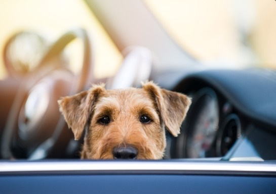 no dejes animales en veh�culos