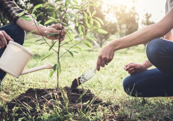 los �rboles combaten el cambio clim�tico