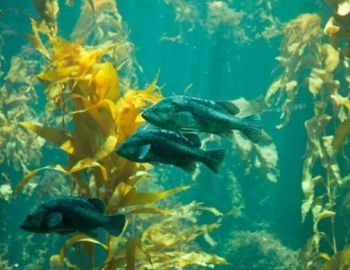 pen�nsula de mitre y sus bosques de kelp