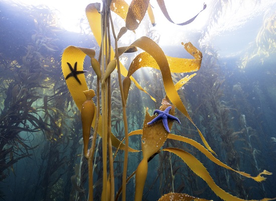 alimento y refujio de un elevado n�mero de especies