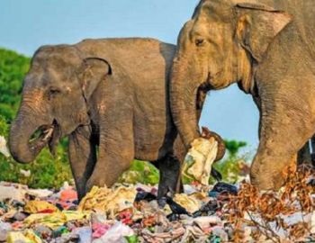 un planeta de pl�stico