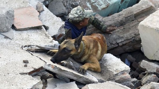 oporto, perro rescatista de las 
fuerzas armadas  mexicanas