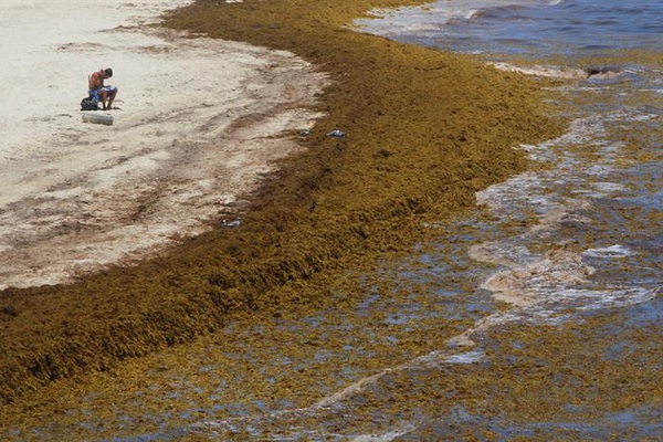 �qu� es el sargazo?